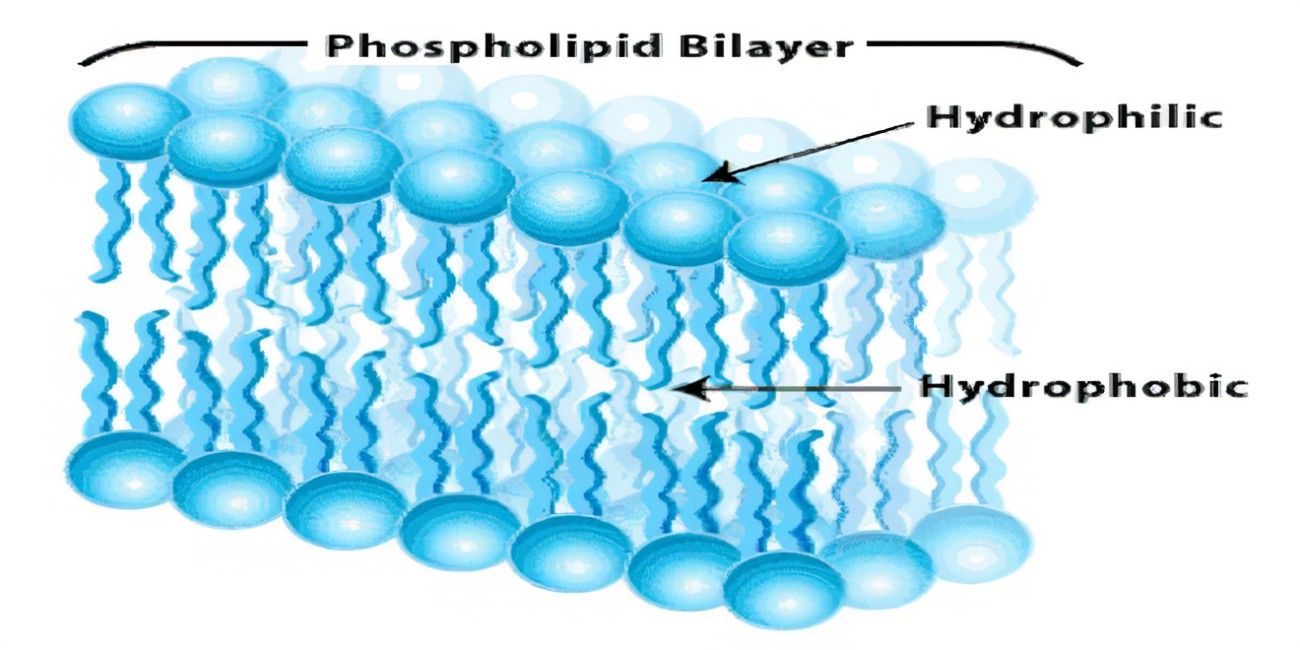 <p>hydrophobic</p>