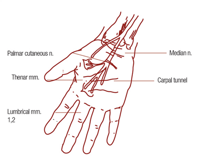 <ol><li><p><strong>abductor pollicis brevis</strong></p><ul><li><p>palmar abduction</p></li></ul></li><li><p><strong>opponens pollicis</strong></p><ul><li><p>opposition</p></li></ul></li><li><p><strong>flexor pollicis brevis</strong></p><ul><li><p>thumb MCP flexion, deep hand innervated by ulnar N</p></li></ul></li><li><p><strong>lumbricals (radial)</strong></p><ul><li><p>MCP flexion; IP ext of digits II and III</p></li></ul></li><li><p><strong><mark data-color="blue" style="background-color: blue; color: inherit">flexor digitorum superficialis (sublimis) (FDS)</mark></strong></p><ul><li><p>flexion of proximal PIP</p></li></ul></li><li><p><strong><mark data-color="blue" style="background-color: blue; color: inherit">flexor digitorum profundus (FDP)</mark></strong></p><ul><li><p>flexion of distal DIP to digits 2&amp;3</p></li></ul></li><li><p><strong><mark data-color="blue" style="background-color: blue; color: inherit">flexor pollicis longus (FPL)</mark></strong></p><ul><li><p>flexion of IP joint of thumb</p></li></ul></li></ol><p></p>