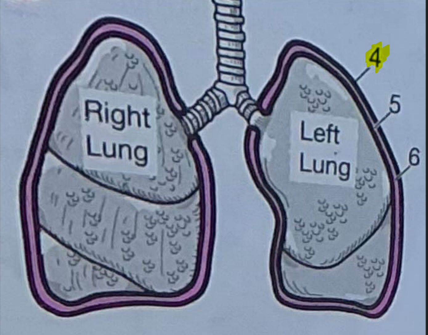 <p>Outermost layer of the serous membrane around the lungs</p>