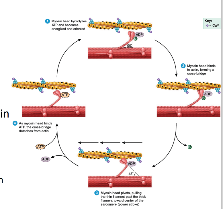 <ul><li><p>Myosin (with stored energy from ATP from previous contraction) binds to actin</p><ul><li><p>Pi from previous contraction released</p></li><li><p>Bound myosin =<strong> cross-bridge</strong></p></li></ul></li><li><p>Power stroke</p><ul><li><p>Myosin pivots (90o to 45o ), pulling thin actin filaments and generating tension</p></li><li><p>ADP from previous contraction released</p></li></ul></li><li><p>ATP hydrolysis</p><ul><li><p>ATP binds to myosin ATP-binding site; bound myosin head removed (What if no more ATP?)</p></li><li><p>Myosin’s ATP-binding site/ATPase hydrolyzes ATP (ADP + Pi) &amp; stores energy</p></li></ul></li></ul><p><strong>SUMMARY: </strong></p><p>Step 1 - ATP Hydrolysis: ATP → hydrolysis via ATPase→ ADP + Pi → Myosin Head is energized → aligns head at 90° to the thick filament</p><p>Step 2 - Cross-Bridge Formation: Energized myosin head binds to actin → Cross-bridge formed (initial attachment b/t thick and thin filaments)</p><p>Step 3 - Power Stroke: Myosin head pivots from 90° → 45° → Pulls actin filament toward center of sarcomere → shorten muscle fiber → tension generated → ADP + Pi released</p><p>Step 4 - Detachment and Resetting: ATP binds to myosin head → Myosin head detaches from actin → Cycle repeats as long as Ca²⁺ is present</p><ol><li><p><span style="color: blue"><strong>ATP Hydrolysis and Myosin Head Orientation (Step 1)</strong>:</span></p><ul><li><p><span style="color: blue">The myosin head, a part of the thick filament (shown in pink), hydrolyzes ATP into ADP and inorganic phosphate (Pi). This process energizes the myosin head and aligns it at a 90° angle to the thick filament, preparing it to bind to actin.</span></p></li></ul></li><li><p><span style="color: blue"><strong>Cross-Bridge Formation (Step 2)</strong>:</span></p><ul><li><p><span style="color: blue">The energized myosin head binds to actin (the thin filament, shown in yellow), forming a cross-bridge. This is the initial attachment between the thick and thin filaments, crucial for muscle contraction.</span></p></li></ul></li><li><p><span style="color: blue"><strong>Power Stroke (Step 3)</strong>:</span></p><ul><li><p><span style="color: blue">After the myosin head binds to actin, it undergoes a conformational change, causing it to pivot at a 45° angle. This pivoting action pulls the actin filament toward the center of the sarcomere, shortening the muscle fiber (this is the "power stroke"). The ADP and Pi are released during this motion.</span></p></li></ul></li><li><p><span style="color: blue"><strong>Detachment and Resetting of Myosin Head (Step 4)</strong>:</span></p><ul><li><p><span style="color: blue">After the power stroke, ATP binds to the myosin head. This binding causes the myosin head to detach from actin, resetting for another cycle. The ATP is then hydrolyzed again, and the process can repeat as long as calcium ions (Ca²⁺) remain present to facilitate the interaction between actin and myosin.</span></p></li></ul></li></ol><p></p>