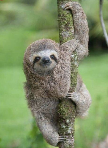 <p>Sloth</p>