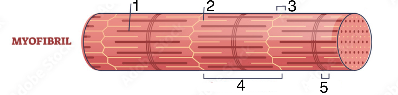 <p>What structure does #1 indicate?</p>