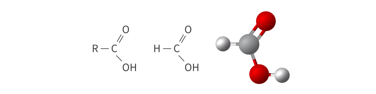 <ul><li><p>carboxyl functional group (carbonyl group + hydroxyl group)</p></li><li><p>carboxyl (<span>C=O) + hydroxyl (OH) → COOH or CO</span><sub>2</sub><span>H</span></p></li></ul><p>Bond: COOH or CO<sub>2</sub>H</p>