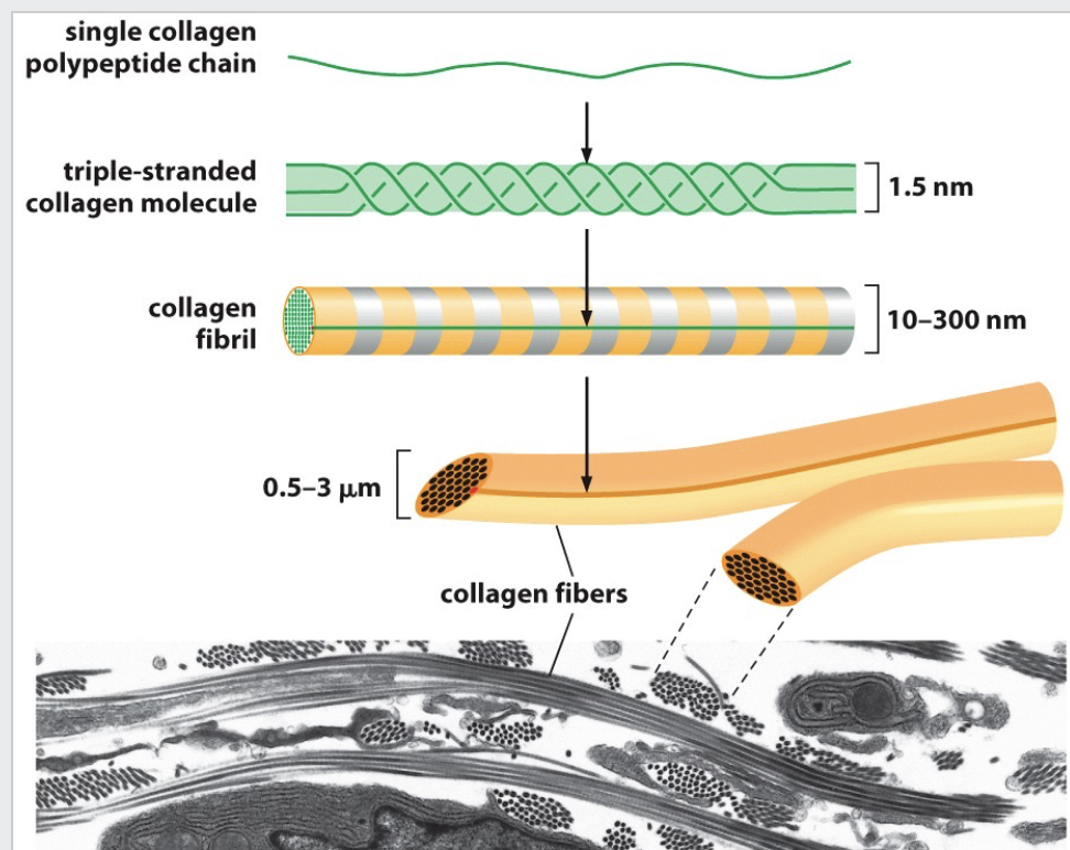 <p><span style="font-size: calc(var(--scale-factor)*28.00px)">Collagens are trimeric molecules that often bundle to form fibers.</span></p><p><span style="font-size: calc(var(--scale-factor)*33.00px)">Microfibrils (300 nm) associate to fibrils which bundle to form long fibers.</span></p><p><span style="font-size: calc(var(--scale-factor)*32.00px)">Collagen is a triple-helical bundle formed from left-handed helical proteins. </span><span style="font-size: calc(var(--scale-factor)*33.00px)">The G (orange) stays in the center of the triple helix.</span><br><span style="font-size: calc(var(--scale-factor)*32.00px)">• Characteristic Glycine-X-Y (G-X-Y) repeats. </span><span style="font-size: calc(var(--scale-factor)*24.00px)">X is often proline. Y is often hydroxyproline.</span><br><span style="font-size: calc(var(--scale-factor)*32.00px)">• The bundles form right-hand helices</span></p><p><span style="font-size: calc(var(--scale-factor)*28.00px)">25% total protein in animals. </span><br><span style="font-size: calc(var(--scale-factor)*28.00px)">• Collagen fibers = superstructure</span><br><span style="font-size: calc(var(--scale-factor)*28.00px)">• Built by: </span><span style="font-size: calc(var(--scale-factor)*24.00px)">Fibroblasts - skin, Osteoblasts - bone</span></p><p></p>