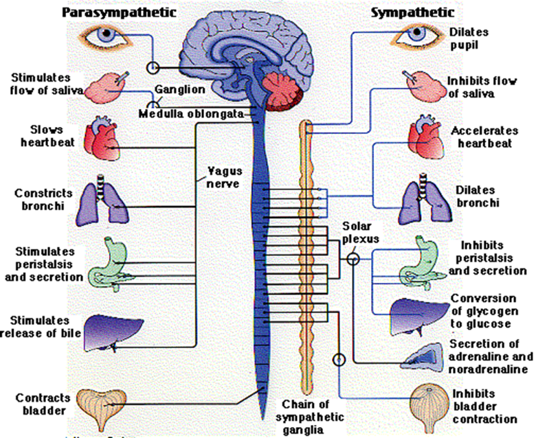 <p>c<span>haractersitics of the parasympathetic ANS&nbsp;</span></p>