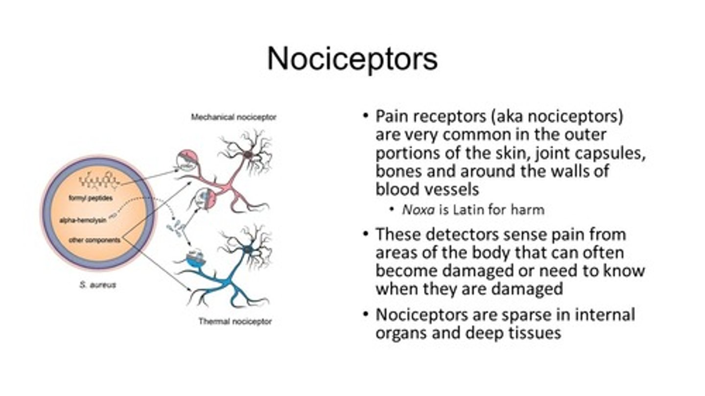 <p>(D) Pain</p><p>Nociceptors detect pain</p>