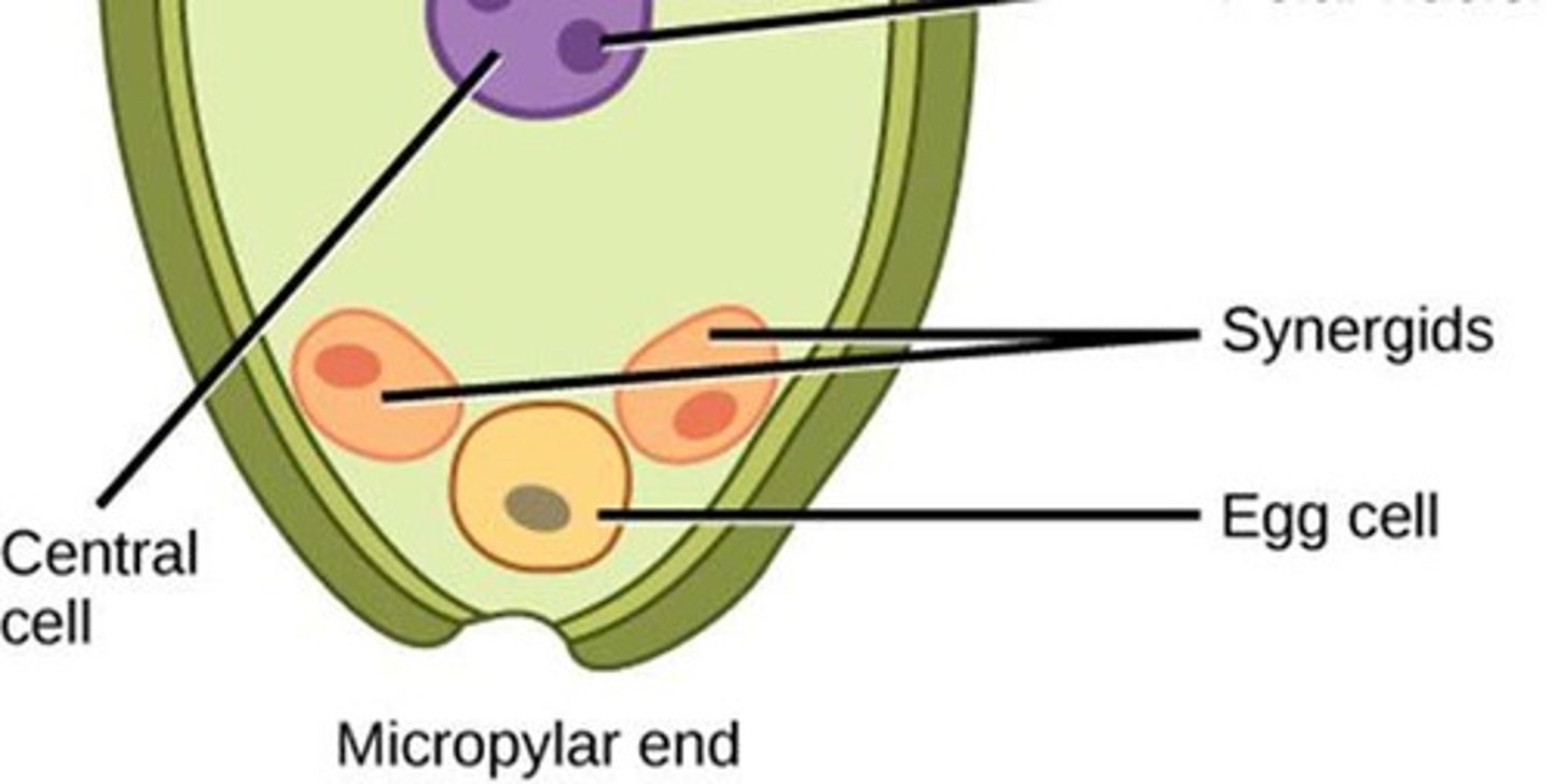 <p>Synergid cells help guide the pollen tube for successful fertilization and disintegrate after fertilization.</p>