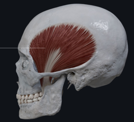<p>What is the primary action of the temporalis muscle?</p>