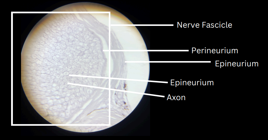 <p>composed of one or more bundles or groups of nerve fibers bound together by a connective tissue</p>