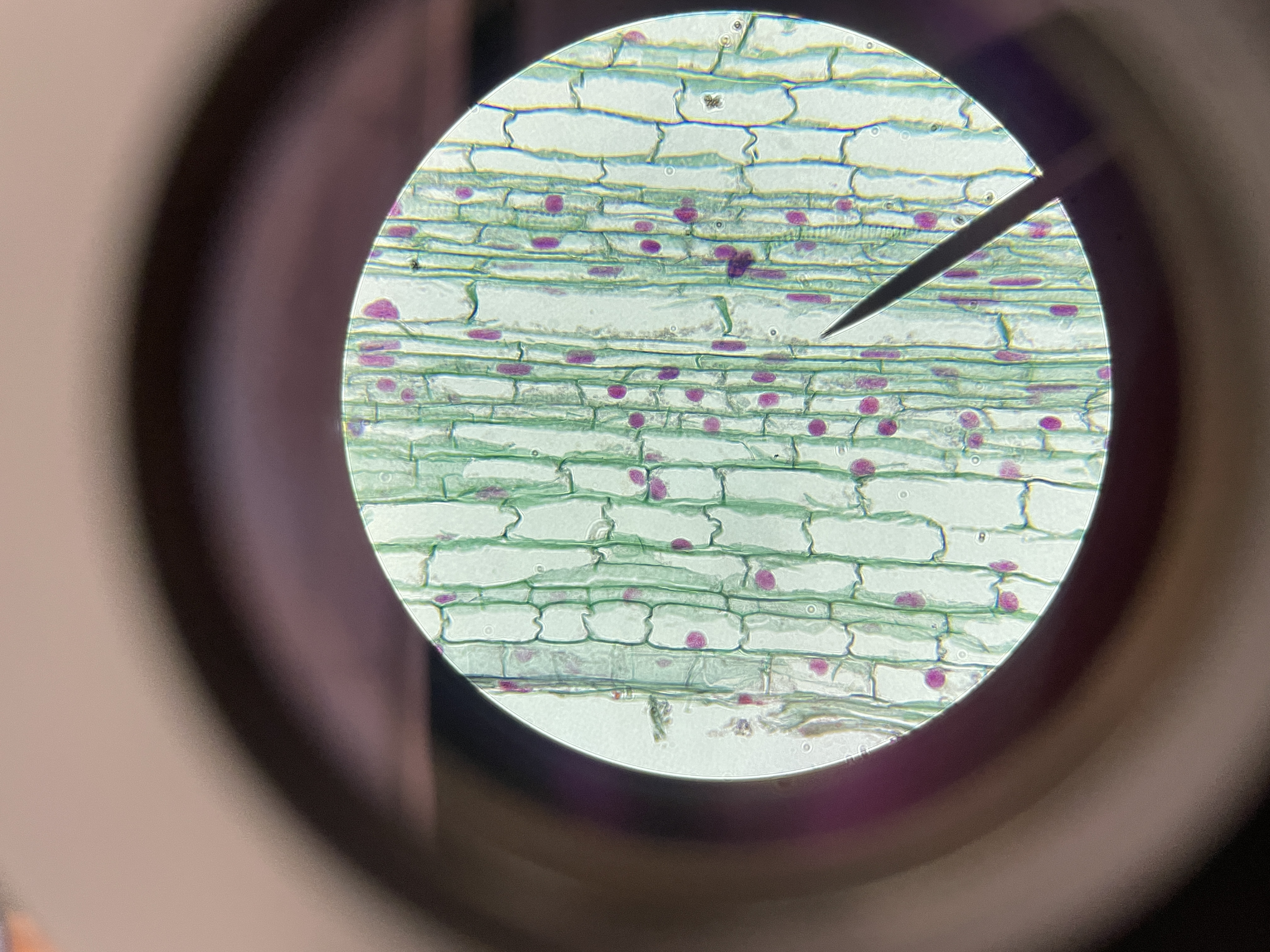 <p>What kind of cells are these?</p>