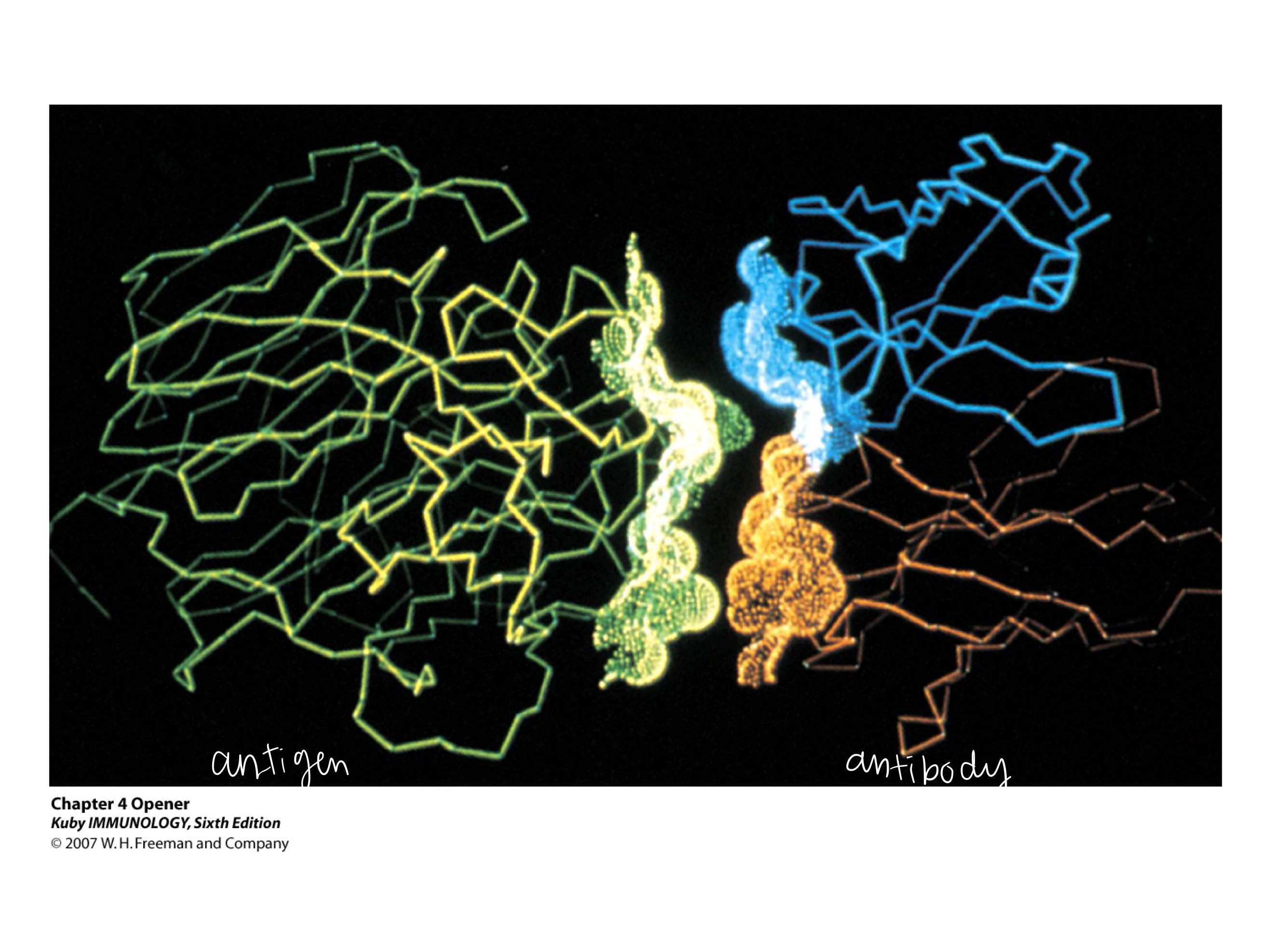 <ul><li><p>right side is _ </p></li><li><p>left side is _</p></li></ul><p></p>