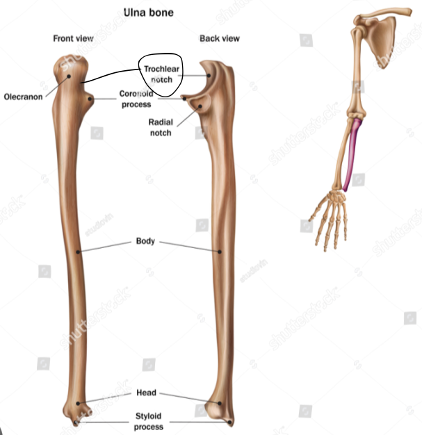 <p>olecranon and trochlear notch of ulna</p>