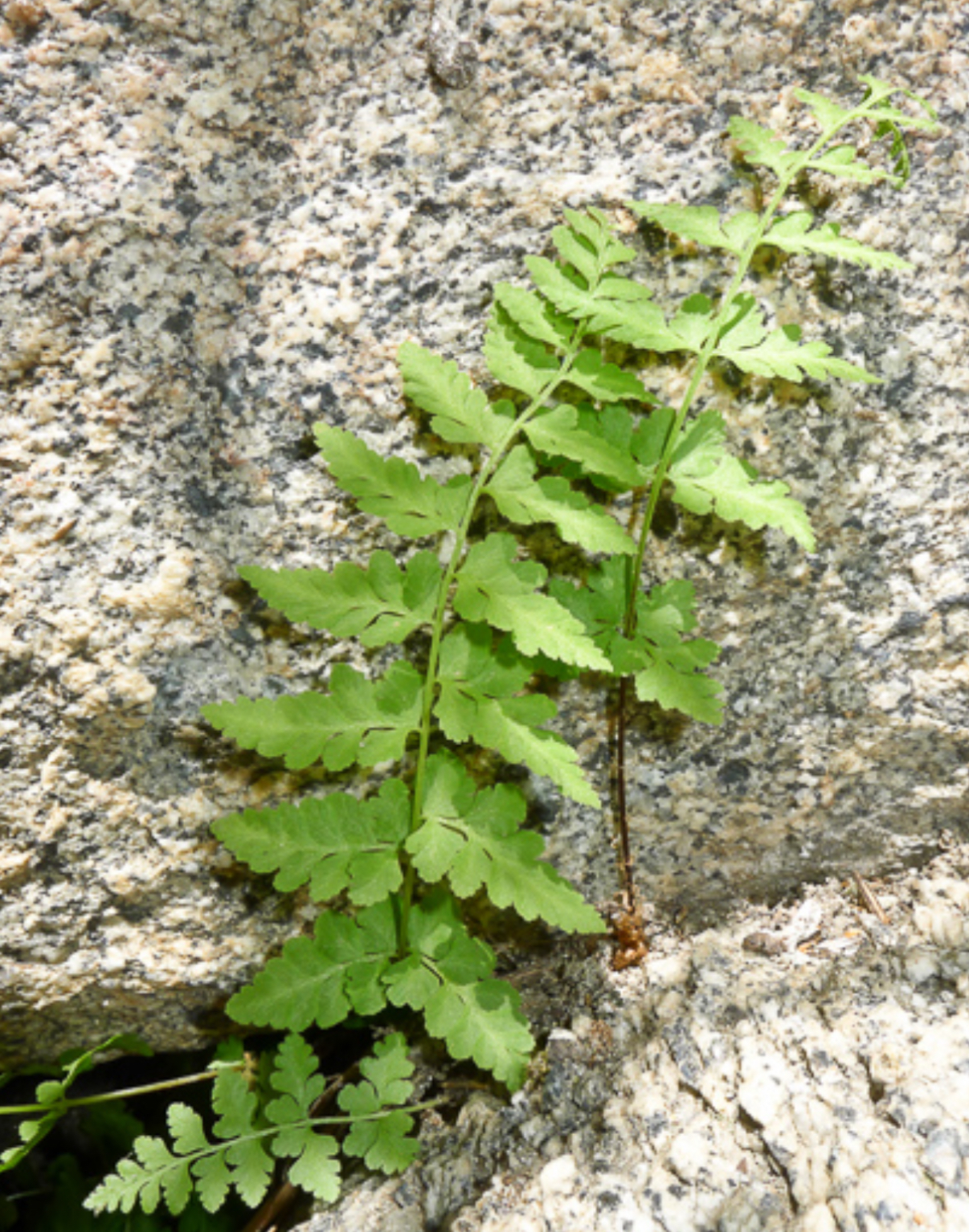 <p>Brittle bladderfern</p>