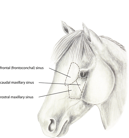 <ul><li><p>opens into <strong>nasal cavity in ethmoid meatus</strong></p></li><li><p>via <strong>caudal maxillary sinus in horses</strong></p></li></ul><p></p>