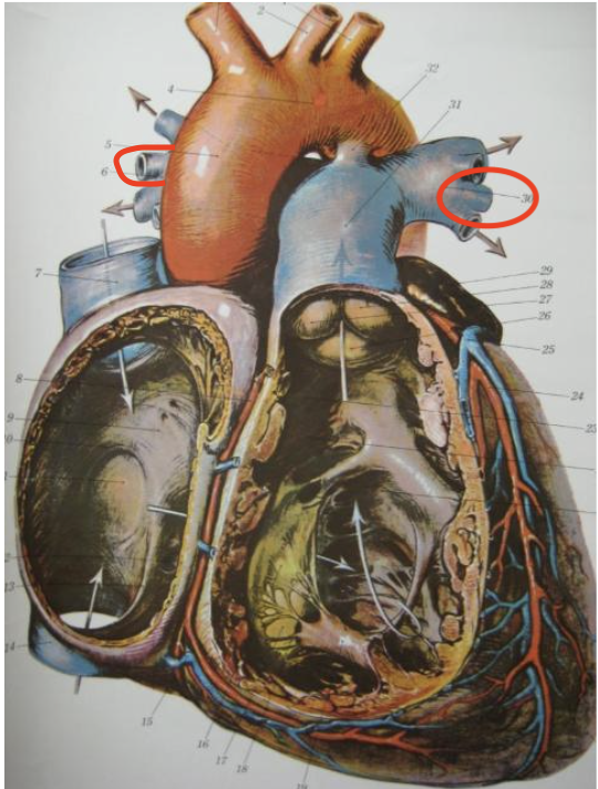 <p>Horizontal tubes extending from pulmonary trunk and in middle of three</p>