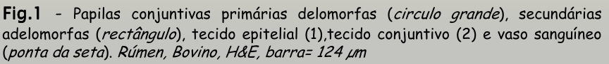 <p>papilas conjuntivas </p><p></p>