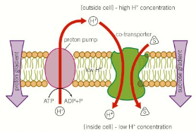 <p><strong>Symplast </strong>(cytoplasm) route:</p><ul><li><p>The assimilates diffuse <strong>passively </strong>(down concentration gradient) through the <strong>cytoplasm </strong>of cells into sieve tubes by plasmodesmata</p></li></ul><p><strong>Apoplast </strong>(cell wall) route:</p><ul><li><p>The assimilates diffuse <strong>passively </strong>through the <strong>cell wall</strong> and intermembrane spaces </p></li><li><p><strong>When they reach the companion cells, they have to be transported across the membrane manually</strong> <em>(in the diagram):</em></p><ul><li><p>Hydrogen ions are <strong>actively </strong>pumped <strong>out </strong>(requiring ATP) of the companion cells, producing a <strong>concentration gradient</strong></p></li><li><p>In order to diffuse back into the companion cells down the concentration gradient, they have to bind to <strong>sucrose </strong>molecules to get back through <strong>co-transporter proteins </strong></p></li></ul></li><li><p>Then they can diffuse into the sieve tubes </p></li></ul>