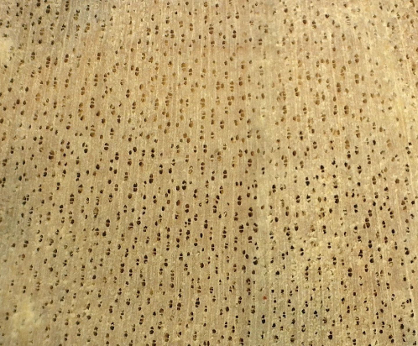 <p>Whitish yellow in color, small numerous pores arranged mostly in radial multiples</p>