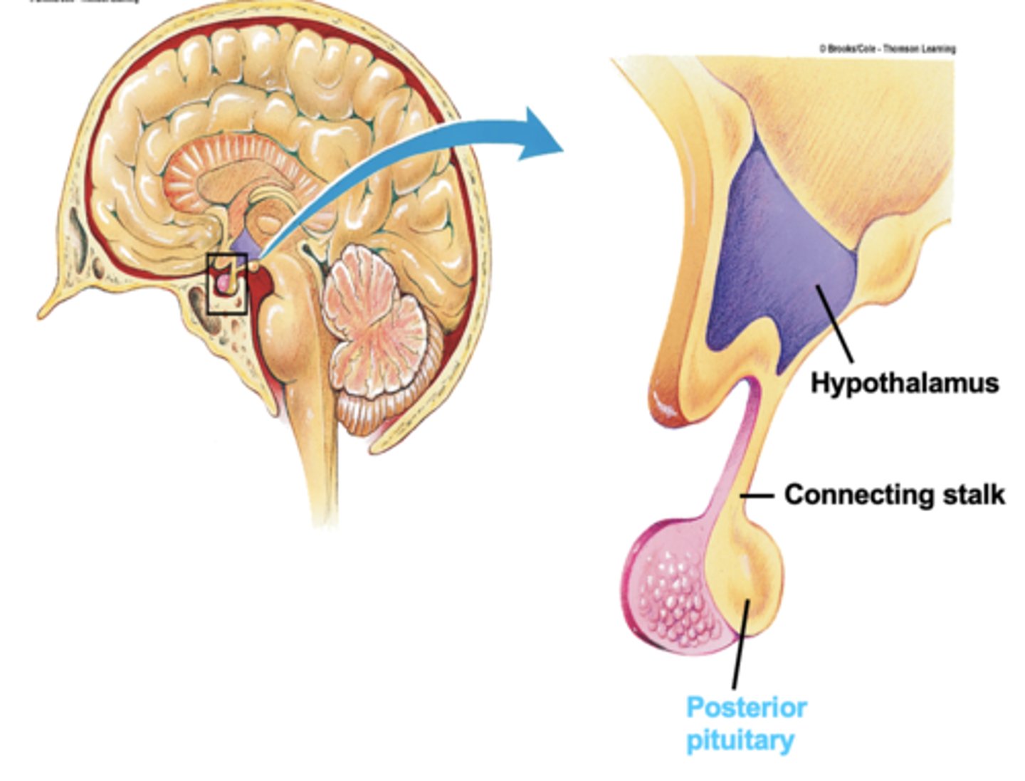 <p>Stores and releases hormones from hypothalamus.</p>