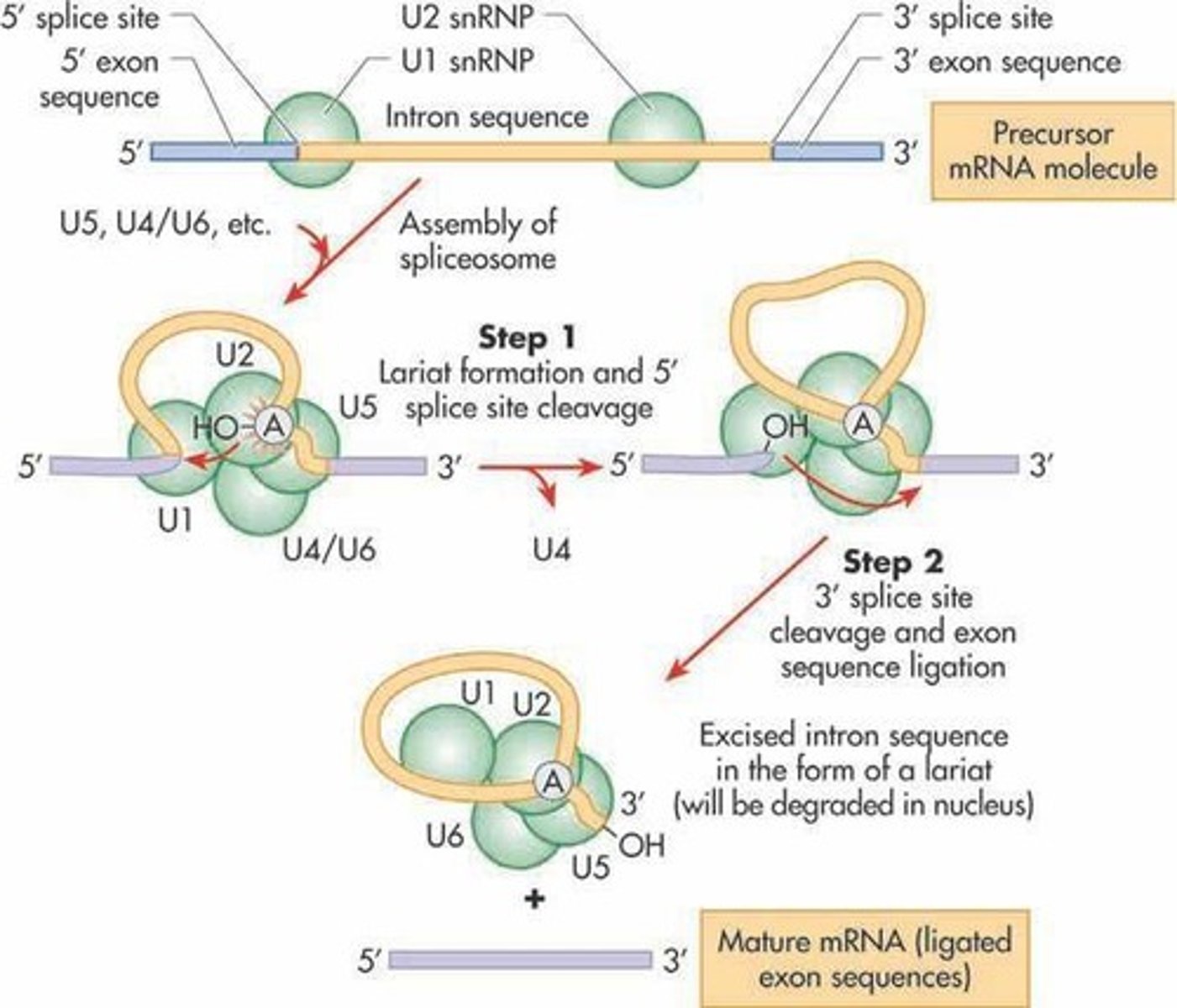 <p>(A) Two sequential transesterification reactions followed by a ligation reaction.</p><p>The spliceosome splices introns through two sequential transesterification reactions and a ligation.</p>