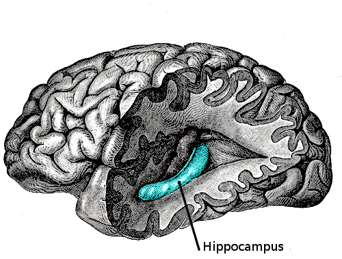 <p>essential structure for learning and memory </p>
