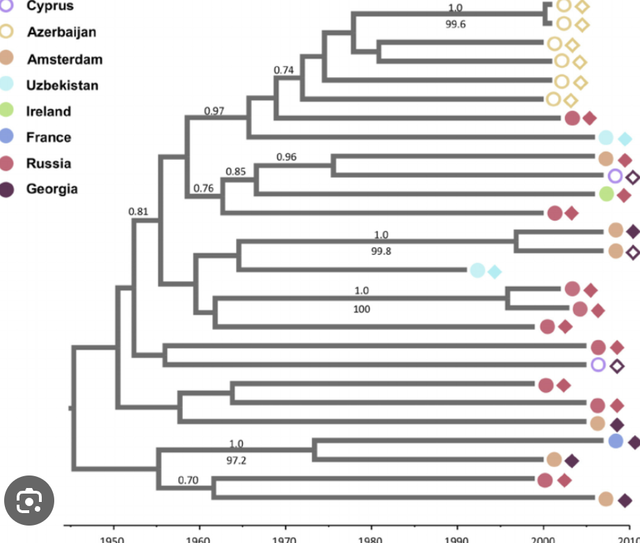 in some cases, the rate of evolution of DNA sequences is fairly constant such that sequences in different lineages diverge at a roughly constant rate (can be used to estimate age of some evolutionary events)
