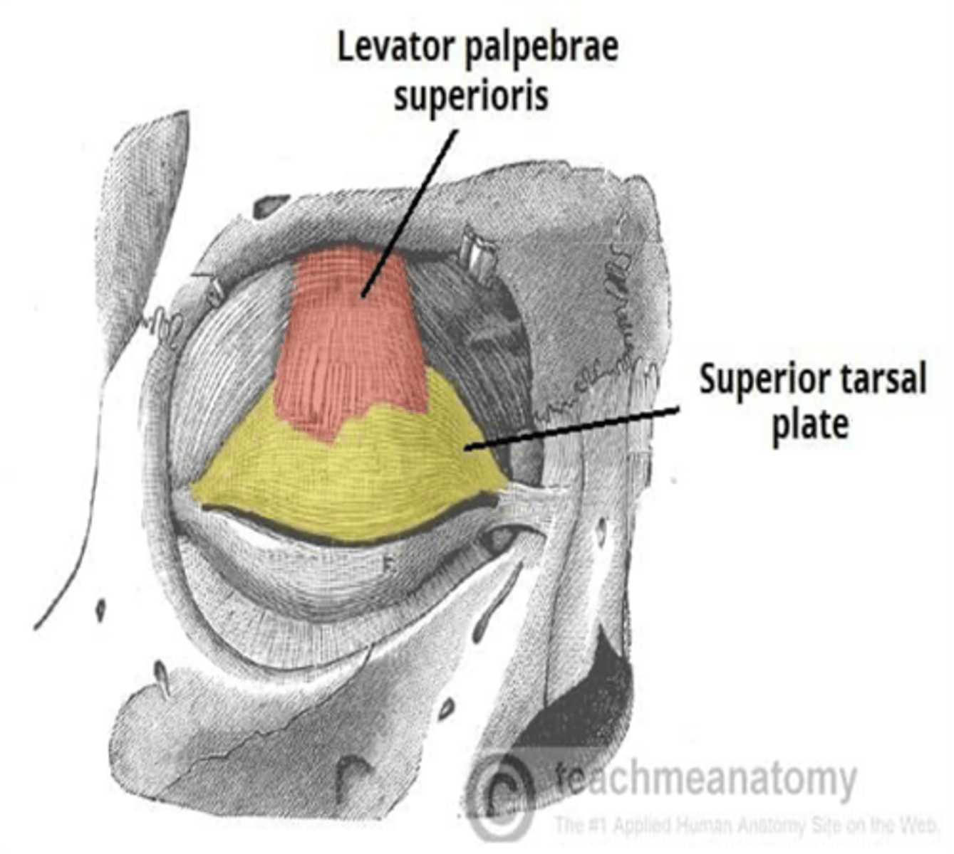 <p>Levator palpebrae superioris</p>