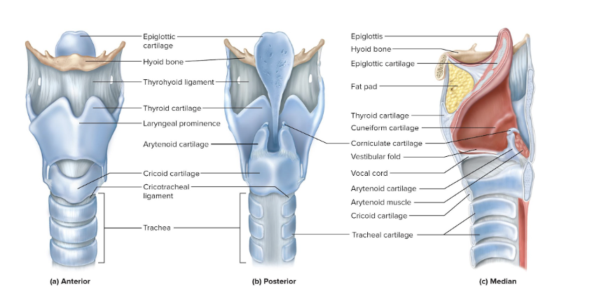 <p>supports the soft tissue between the arytenoids and epiglottis</p><ul><li><p>a pair</p></li></ul><p></p>