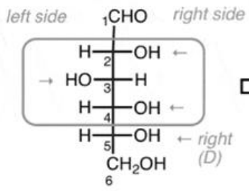 <p>Fischer Project or Haworth Projection</p><p>ex. D-Glucose</p>