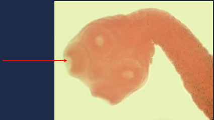 What do you call this structure?