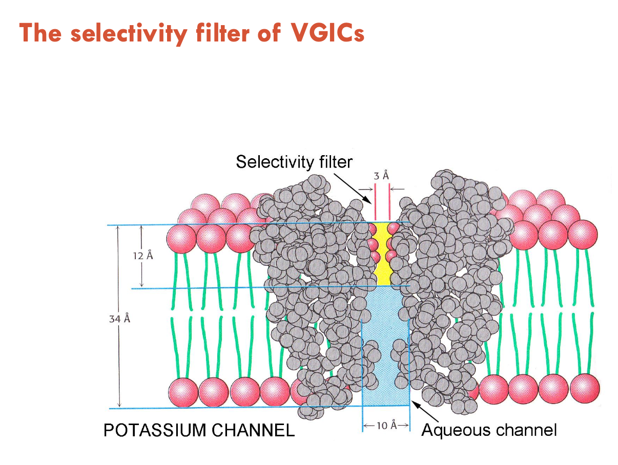 <p>VGICs contain an <strong>aqueous pore</strong> that controls selectivity for Na<sup>+</sup>/K<sup>+</sup>/Ca<sup>2+</sup> ions</p><ul><li><p>all VGICs have a similar pore structure</p></li><li><p>K<sup>+</sup> channels are 100 - 1,000 fold selective over Na<sup>+</sup></p></li><li><p>Na<sup>+</sup> channels are 10 fold selective for Na<sup>+</sup> over K<sup>+</sup></p></li><li><p>Ca<sup>2+</sup> channels are 1,000 fold selective for Ca<sup>2+</sup> over other cations</p></li></ul><p></p>