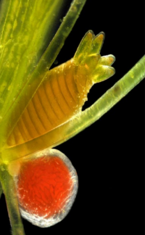 <p>Streptophyta Charophyceae Chara</p>