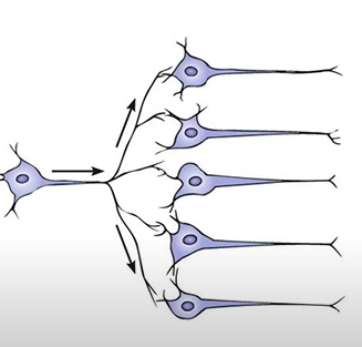 <p>one preganglionic synapse with many postganglionic neurons</p><p>-increase effect by targeting many areas</p><p>-disperse areas that effectors are activated</p>