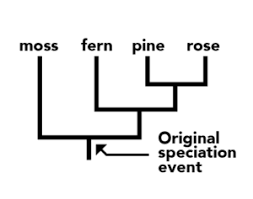 <p><span>because they show evolutionary relationships and divergence, unlike ladders that suggest a linear, hierarchical relationship.</span></p>