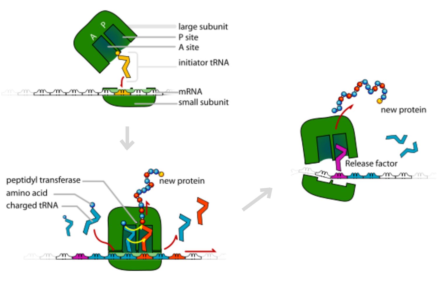 <ul><li><p><u>Definition</u>: <em>The process of</em><strong><em> synthesizing a protein </em></strong><em>from the </em><strong><em>mRNA </em></strong><em>sequence.</em></p></li><li><p><u>Key points:</u></p><ul><li><p>Occurs in the <strong>cytoplasm</strong>, on <strong>ribosomes</strong>.</p></li><li><p><strong>mRNA</strong> is read in <strong>codons</strong> (three-nucleotide sequences).</p></li><li><p><strong>tRNA molecules</strong> bring the correct amino acids according to the codon sequence.</p></li><li><p>Amino acids are linked together by <strong>peptide bonds</strong>, forming a polypeptide chain → folds into a functional protein.</p></li></ul></li><li><p><u>Purpose:</u> <em>to </em><strong><em>convert genetic information </em></strong><em>in mRNA into a</em><strong><em> functional protein</em></strong><em>.</em></p></li></ul><p></p>
