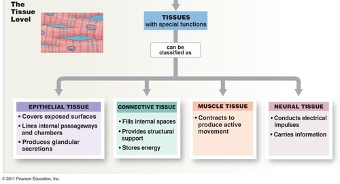 <p>Body type cells that undergo mitosis, such as skin, hair, and liver cells.</p>