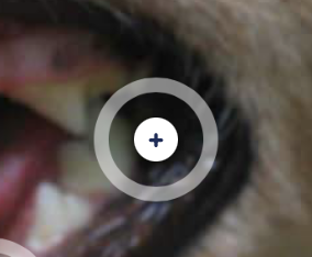 <p>What tooth is this? </p>