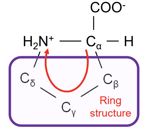 <p>Pro-P-distinctive cyclical structure in a rigid conformation reducing flexibility-mostly forms trans peptide bonds , found in turns so mostly on protein surface</p>