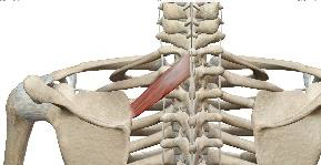 <p>Petit rhomboïde</p>