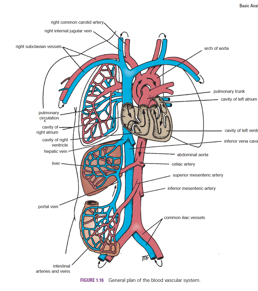 <p>Arteries, Veins, capillaries</p>