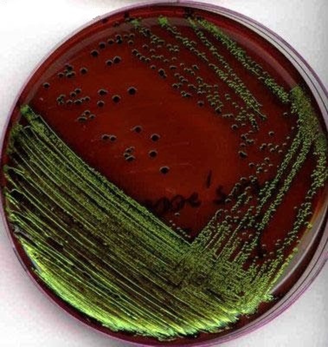 <p>What type of media is this?</p>