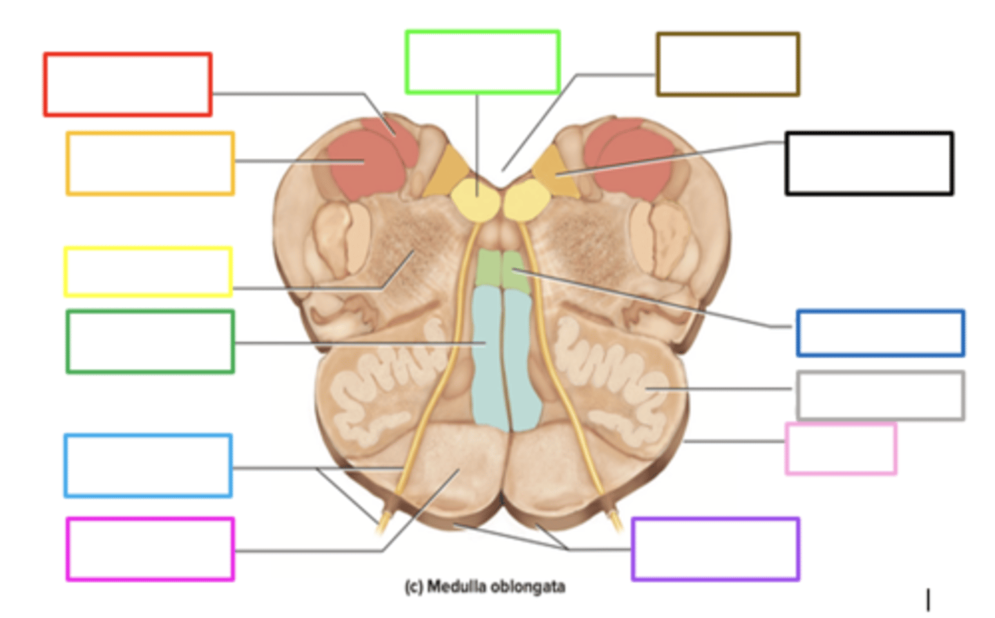 <p>contains sensory info in the medulla</p><p>orange box</p>