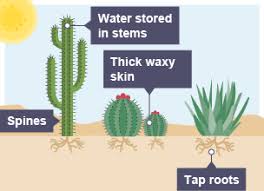 <p>List one adaptation of xerophytes to reduce water loss.</p>