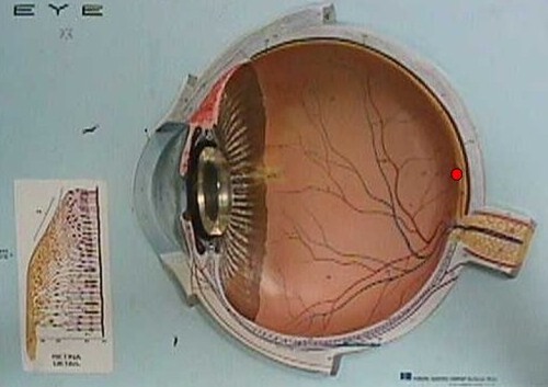 <p>center of retina specialized for high acuity vision; contains more cones</p>