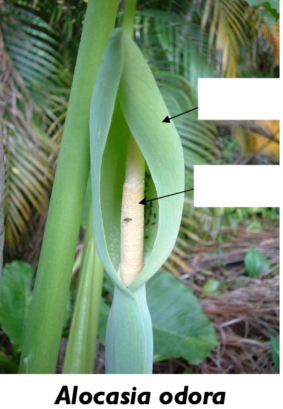 <p>Label the structures of the Araceae plant.</p>