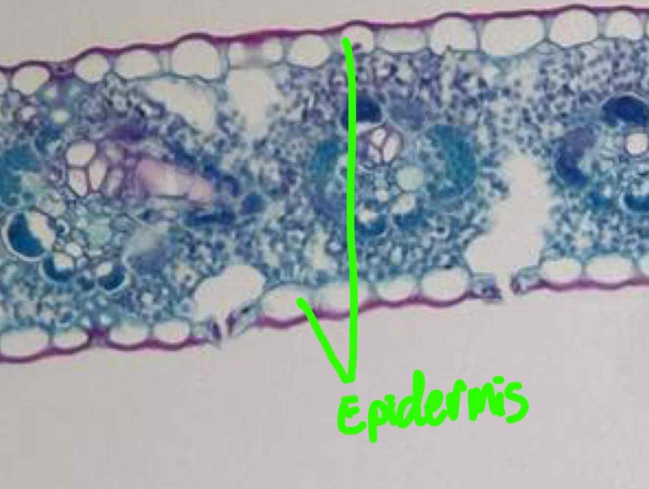 <p>Layer of dermal tissue consisting of tightly packed cells in non-woody and very young parts of woody plants.</p>