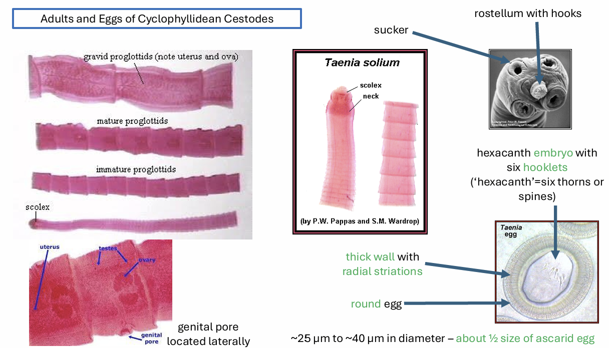 <p>flattened</p><p>no body cavity</p><p>strobila-chain of independent, progessively maturing reproductive units</p><p>scolex- immature segments</p><p>proglottids-more mature segments </p>