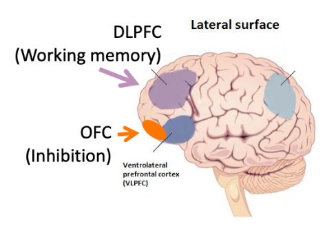 dorsolateral prefrontal cortex
