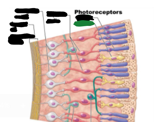 <p>Cone (photoreceptor)</p>