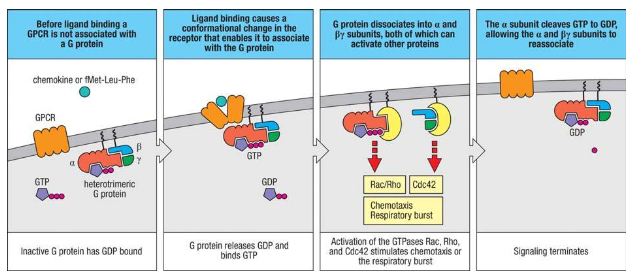 <p>GPCR signaling involves the following steps: </p><p>1. In the inactive state, the G protein's α subunit binds GDP and is associated with the β and γ subunits.</p><p>2. Ligand binding to the receptor induces a conformational change, allowing the receptor to bind the G protein, replacing GDP with GTP.</p><p>3. GTP binding triggers the dissociation of the G protein into the Gα subunit and the Gβγ complex, each of which activates intracellular proteins.</p><p>4. The Gα subunit activates GTPases Rac and Rho, while the Gβγ complex activates GTPase Cdc42, leading to NADPH oxidase assembly and reactive oxygen species (ROS) production.</p><p>5. Chemokine signaling similarly activates chemotaxis, leading cells to migrate toward chemokine sources.</p><p>6. The response ends when the intrinsic GTPase activity of the Gα subunit hydrolyzes GTP to GDP, and the G protein subunits reassociate.</p>